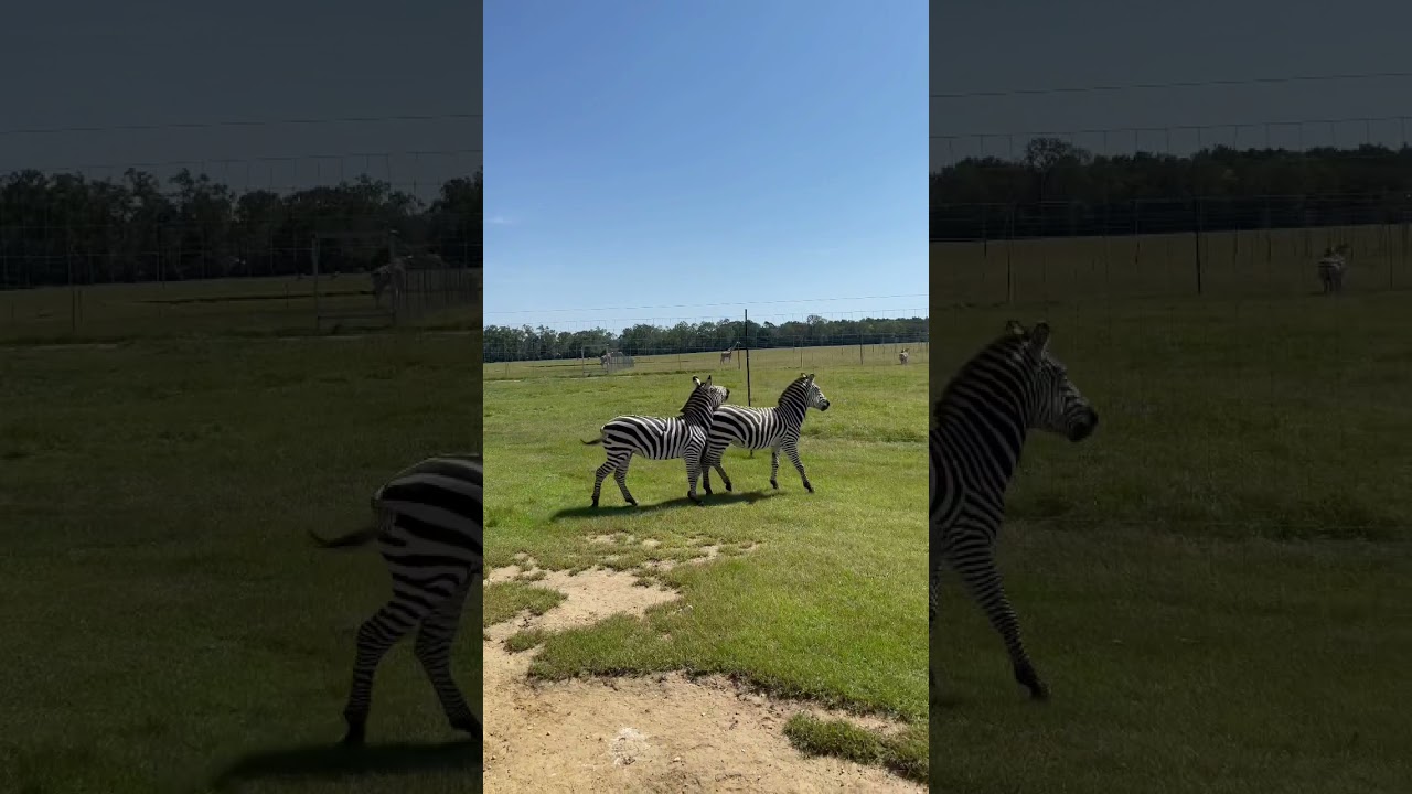 A PAIR OF ZEBRA MATING