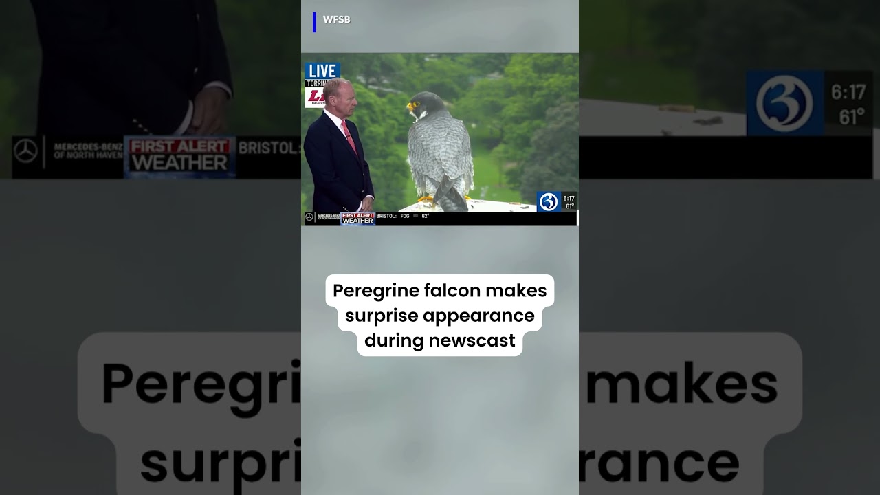 A peregrine falcon made a surprise appearance during our sister station WFSB's morning newscast!