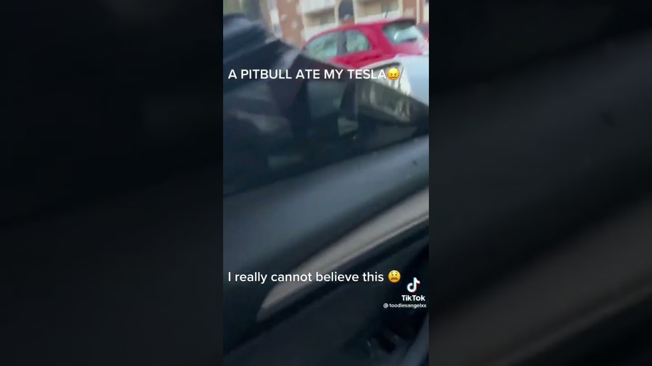 A pitbull used a Tesla as a teething toy and I actually have no words 😶