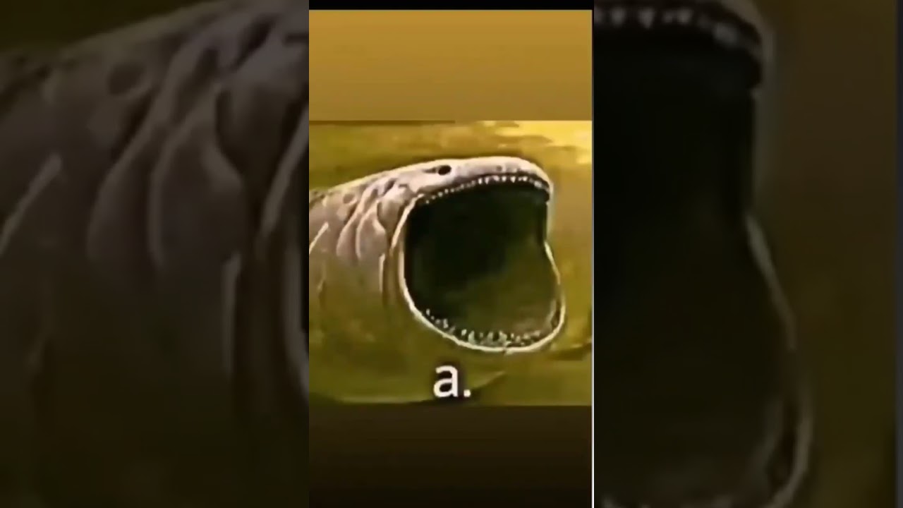 A ses efekti #shorts #effects #sesefekti #funny #efekt #keşfet #kesfet #keşfetteyiz