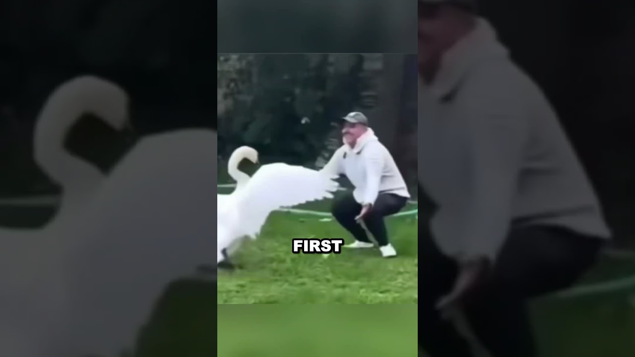 A Swan's Love for His Rescuer 😊