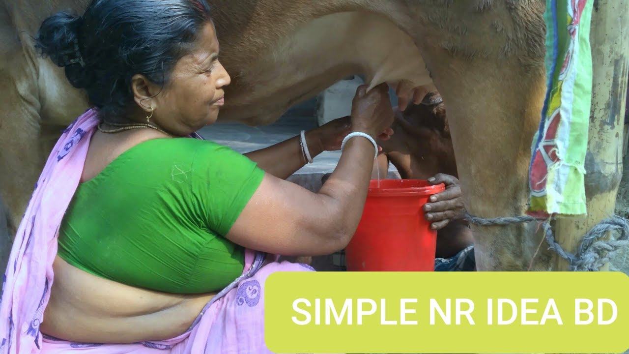 A Sweet boudi cow milking by hand।।pure milk collect by boudi।।cow milking by hand।।