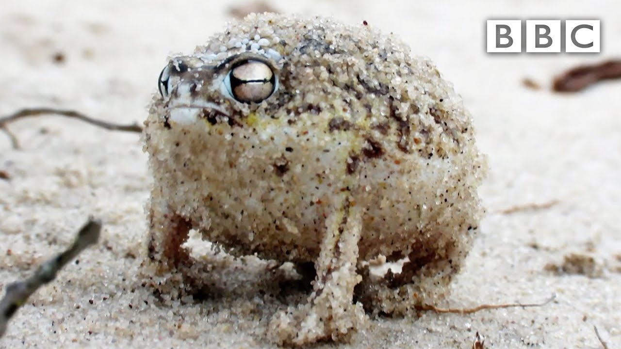 A tiny angry squeaking Frog 🐸 | Super Cute Animals - BBC