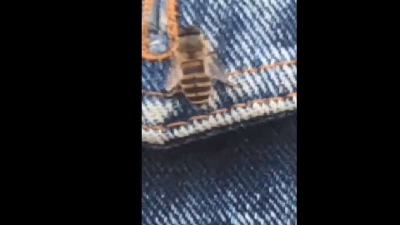 A Twerking Bee!