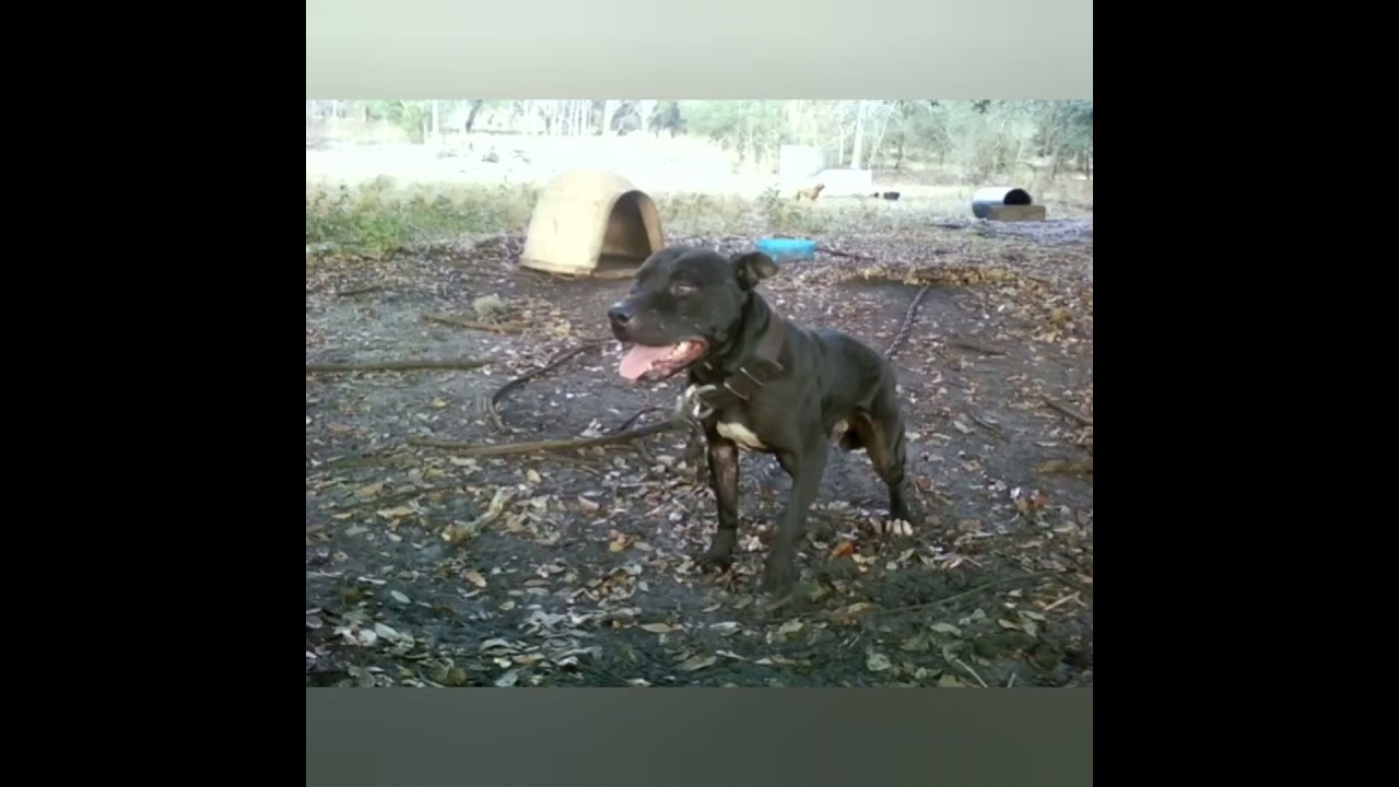 A very good dog from years ago. Satch. #gamedog #Eli #nigerino #pitbull #apbt  #Maverick