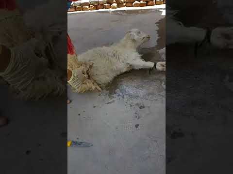 A woman slaughters a sheep
