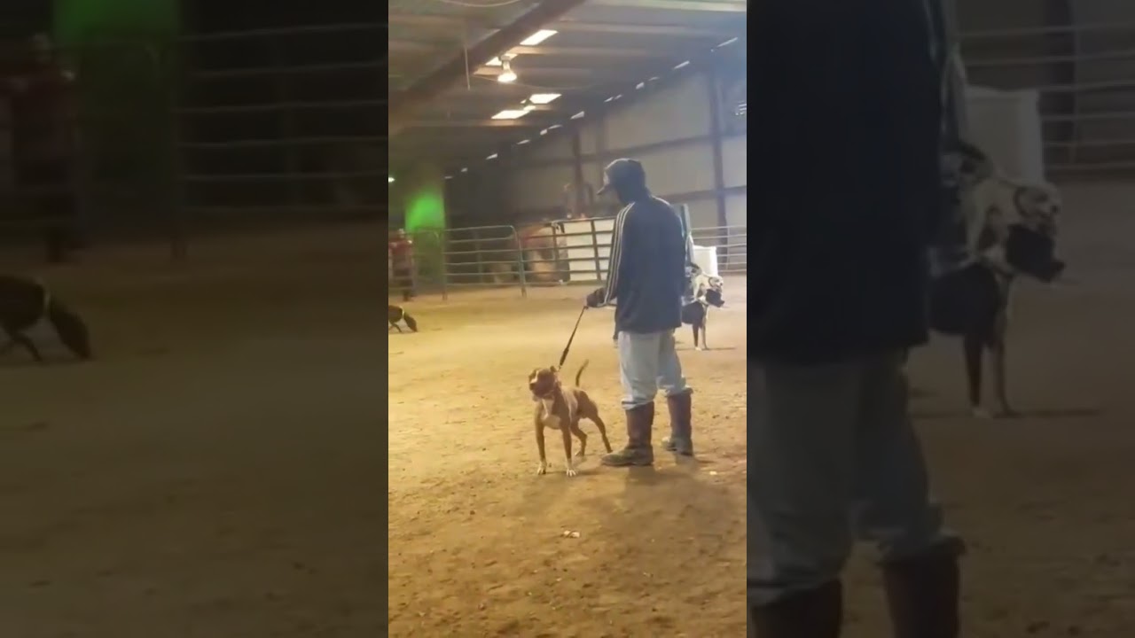 A young Kane 🔥 APBT Show #apbt #americanpitbullterrier #adba #workingdogs #bulldogs #pitbulls