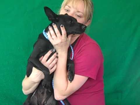 A4832926 Rosie | Patterdale Mix