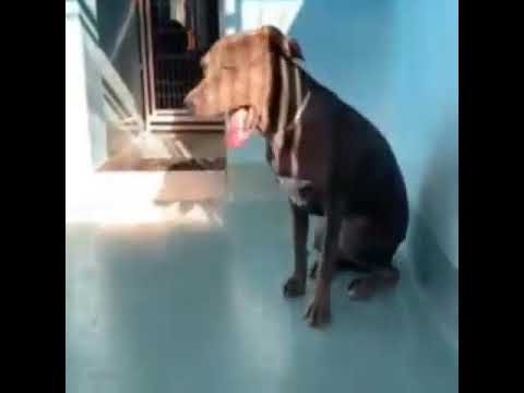 #A5395868 ROBERT Networking 🚨 URGENT 🚨 Rescue 🚨 Adopt