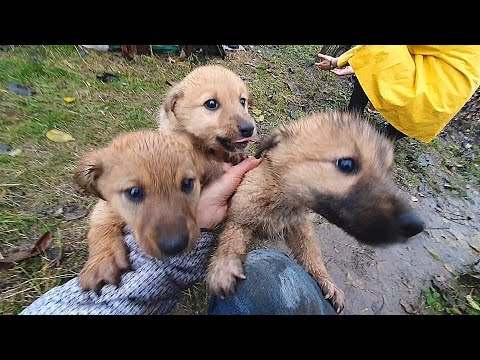 Abandoned Puppies Jump On Me Begging To Be Rescued | Howl Of A Dog
