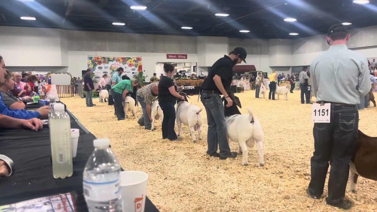 ABGA National Show 12-16mo Bucks