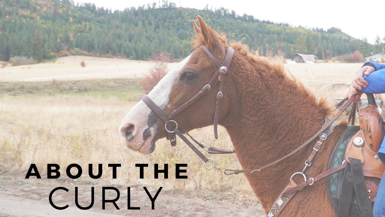 About the hypoallergenic Curly Horse!