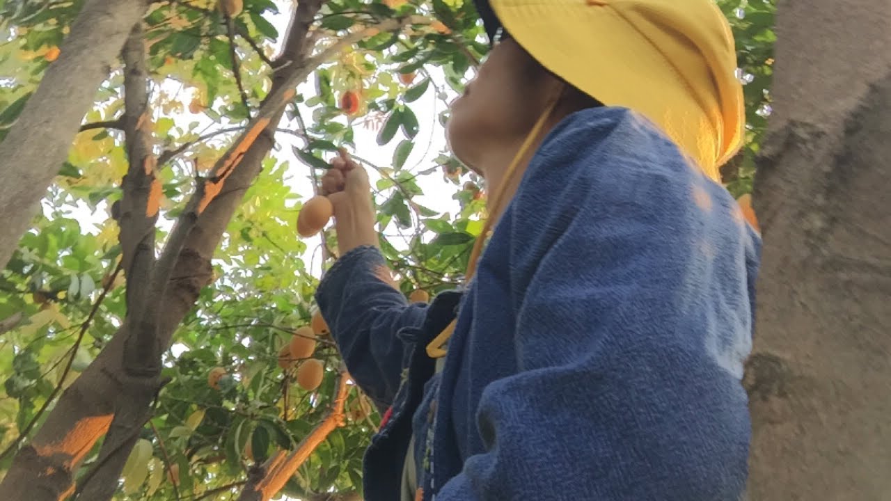Abundance of my home, harvest and cook 