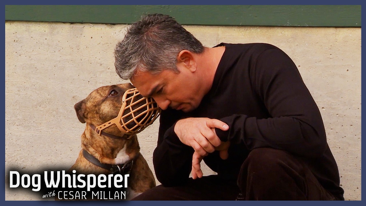 Abused Pit Bull Is Always On Red Alert | S4 Ep 19 | Dog Whisperer With Cesar Millan