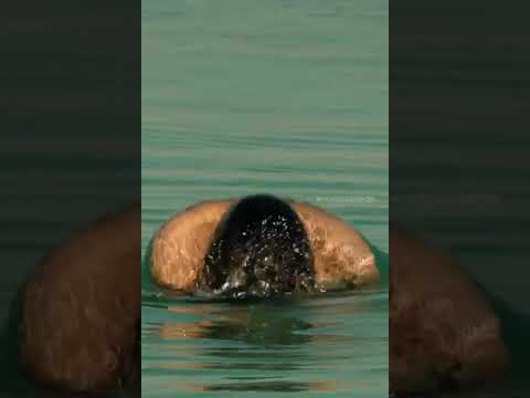 Actress Dimple Hayathi Bikini Video 🔥🔥🔥🔥 ❤️