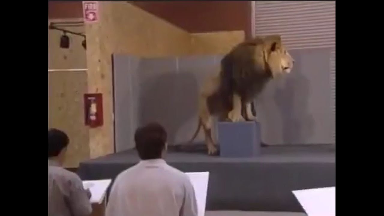 Actual lions brought in to study them for animating 'The Lion King'