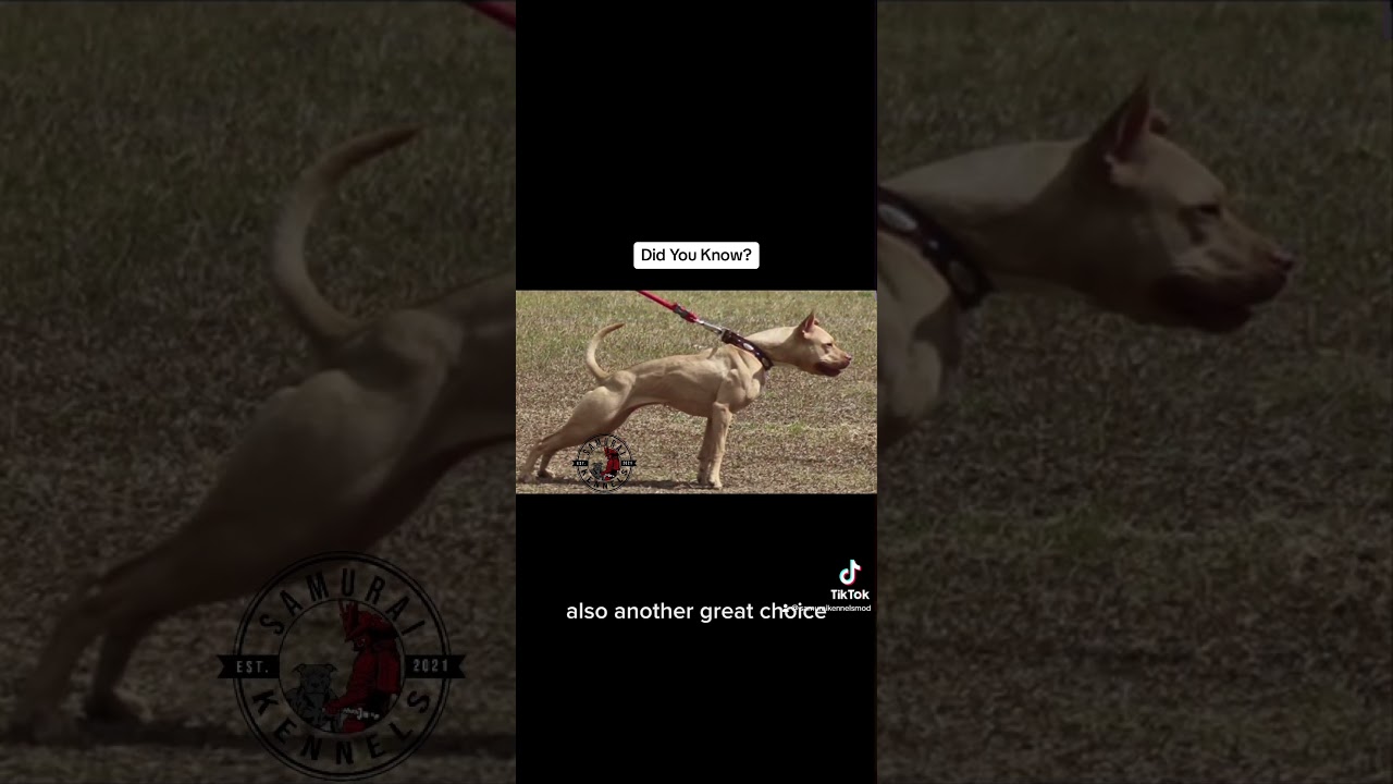 ADBA Color Chart Pt 2. #apbt #dogsrule #adba #realdog