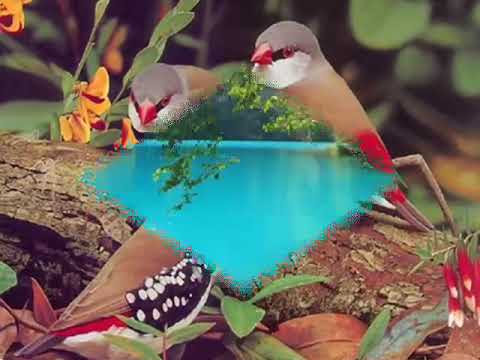 Adem Kilic - Zoruna Mı Gitdi Gardaş