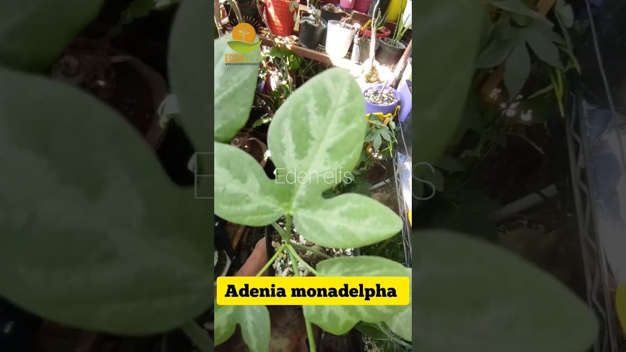 Adenia monadelpha #adenia #youtubeshorts #Shortsvideo