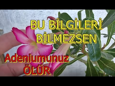 Adenium Bakımı - çöl gülü çiçek bakımı nasıl yapılır?