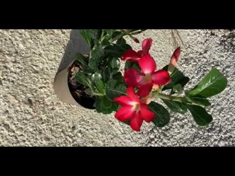Adenium Çöl Gülü Bonsai, Saksıda