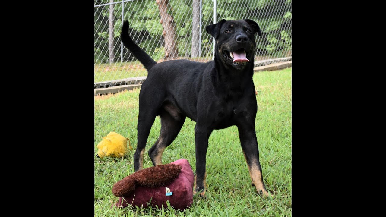 ADOPTED 5/6/2021!!!    Robert Owns Bark Park !