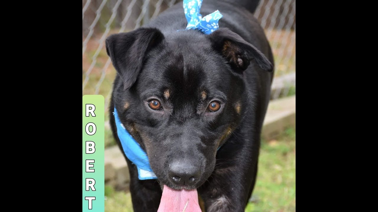 ADOPTED 5/6/2021!!!   Regal Robert shows us how to use Bark Park!