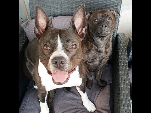 Adopted a young Staffy puppy! Amstaff and Staffy sisters :) ( Staffordshire bullterrier )