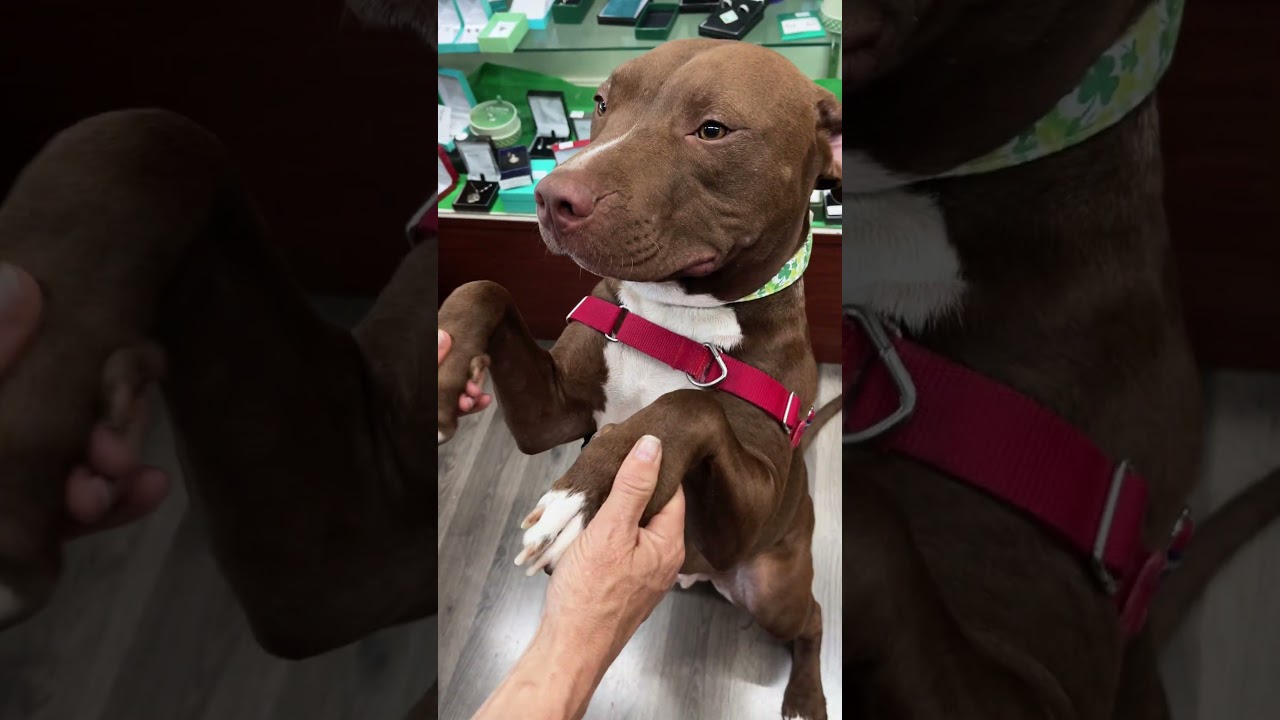 AdoptMeMKE🥜: 1-year-old Peanut