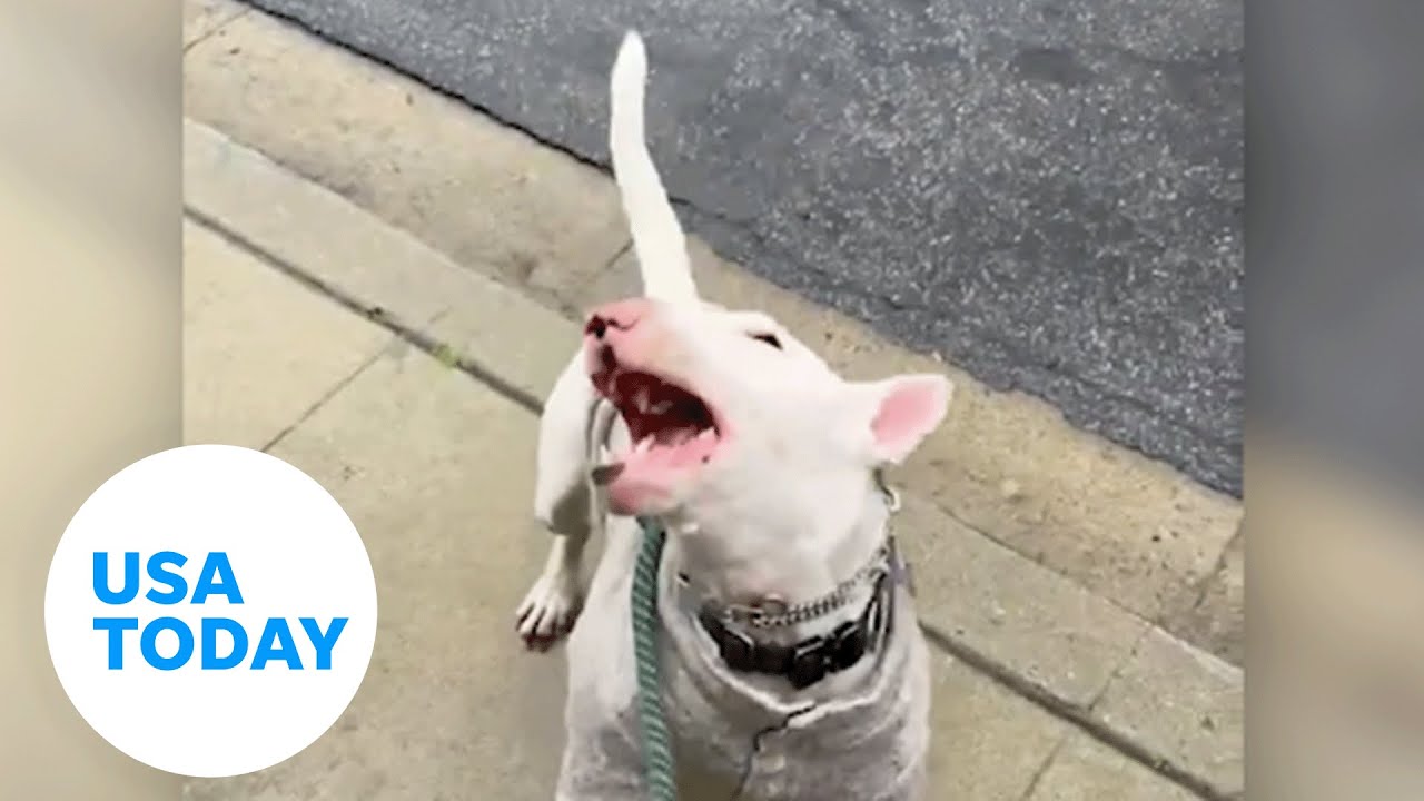 Adorable bull terrier pup has a taste for rain drops on a daily walk | USA TODAY