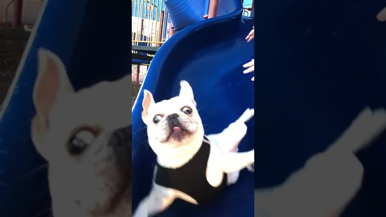 Adorable French Bulldog Tumbles Down Slide! #Shorts
