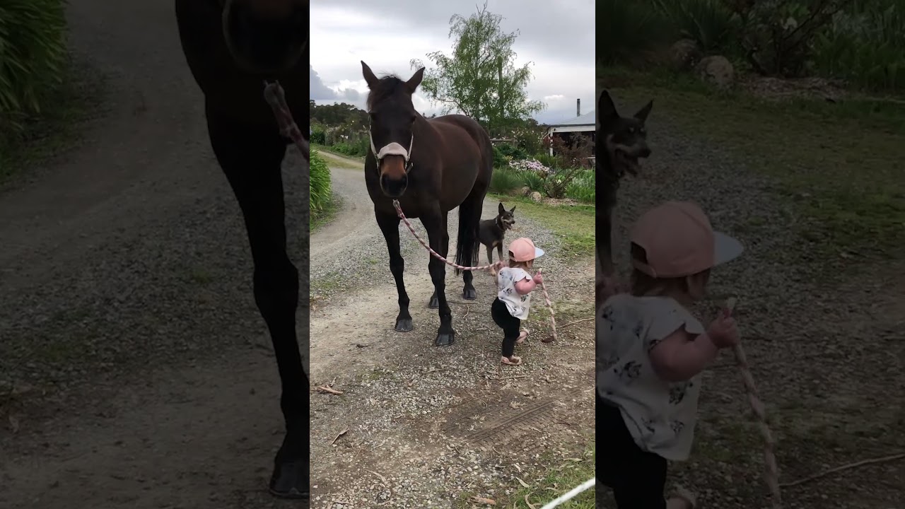 Adorable Little Girl Leads Patient Horse!