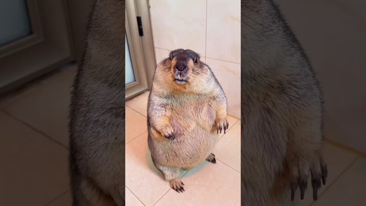 Adorable Moments with Pet Marmot Pals!#cutepets #cute #marmot #marmota #funny #petmarmot