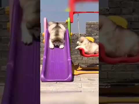 Adorable Pets