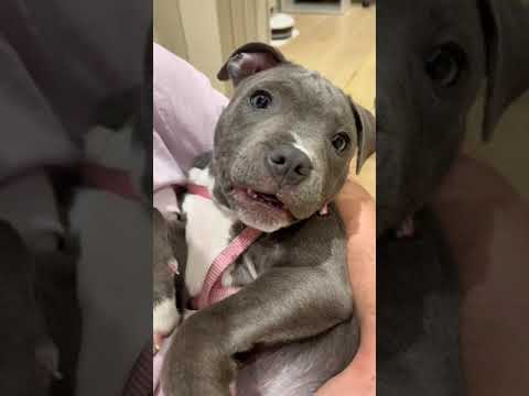 Adorable Staffy puppy looks like an angel, but acts like a little devil!