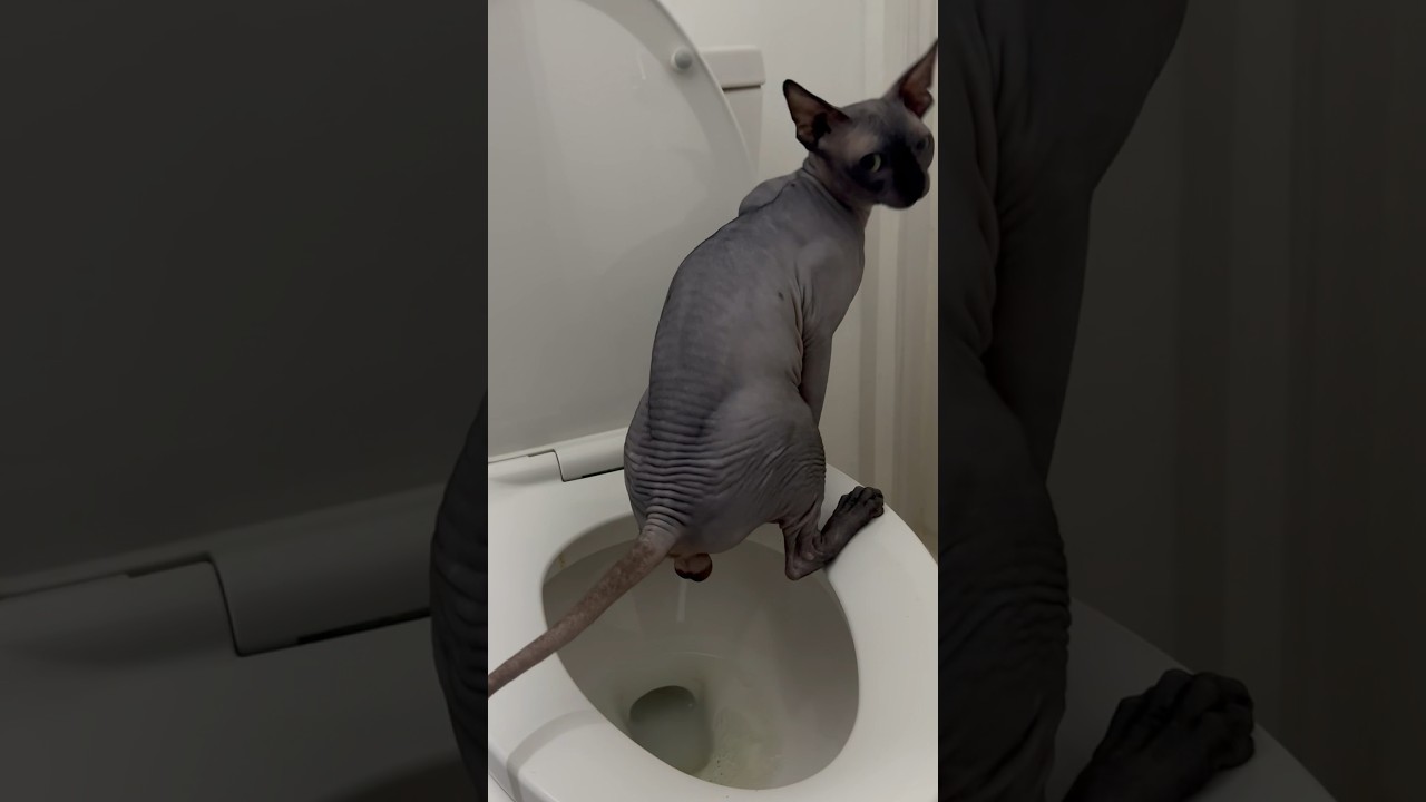 Adult Cat Toilet Trained in 11 Days |  Works for ALL Breeds, ANY Age! #arigatocats #viralcatvideos