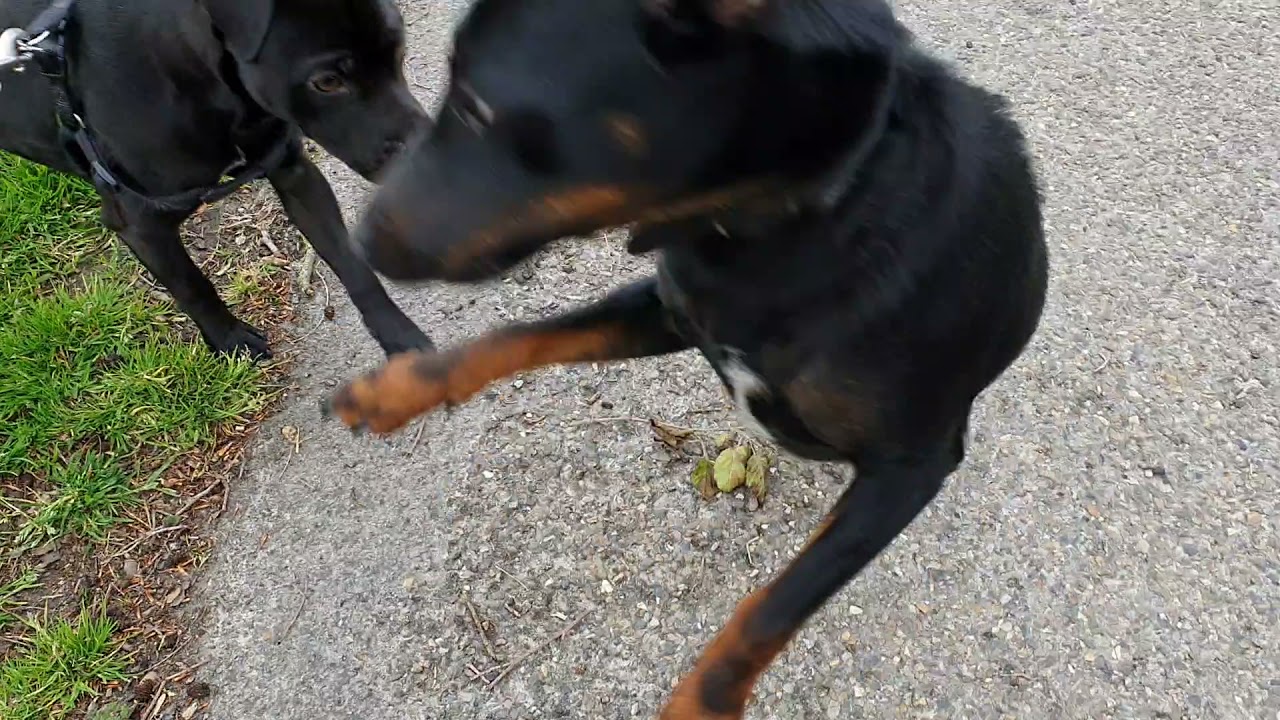ADULT MALES MEET GERMAN JAGD TERRIER VS. PATTERDALE TERRIER BSL ESTACADO. FELL TERRIERS