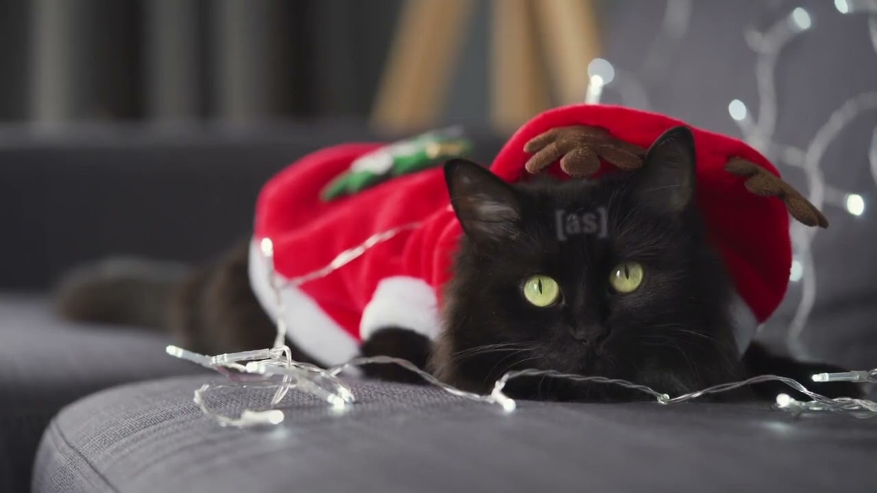 Adult Swim Bump: Close-up of a Black Fluffy Cat dressed as Santa Claus (FANMADE)