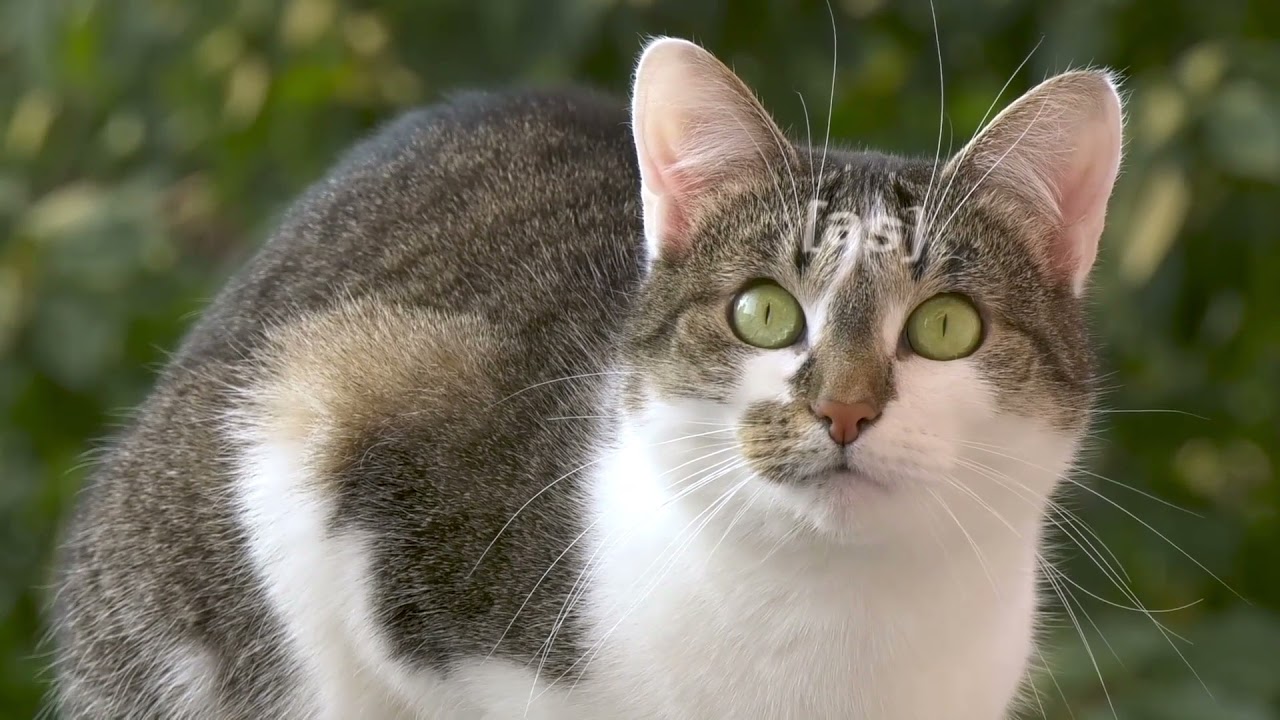Adult Swim Bump: Shot of a Feline Cat Gazing (FANMADE)