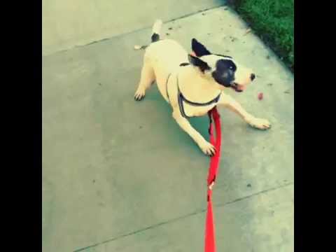 Adventures in Bull Terrier ~ Hera Walks