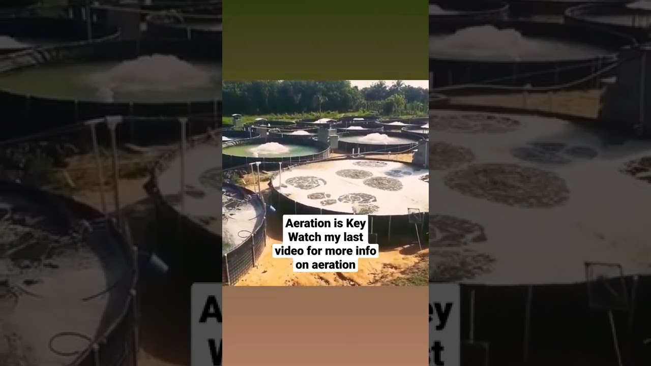 Aeration and Dissolved oxygen  #shorts #thefarmlady