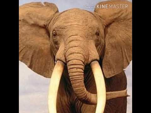 African Elephant Trumpet 3 🐘 🔊