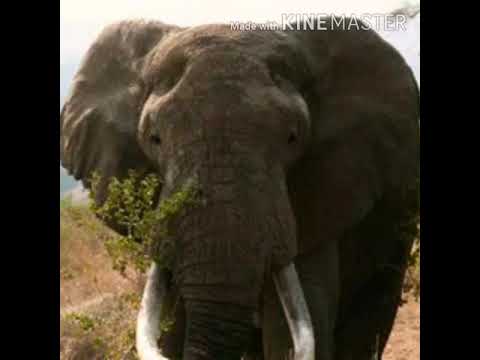 African Elephant Trumpet 3 🐘 🔊