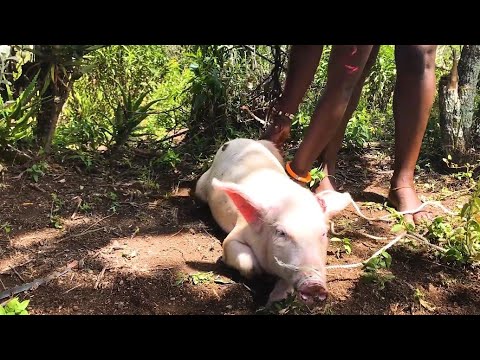 African village girl preparing pig for butcher (slaughtering barefoot)