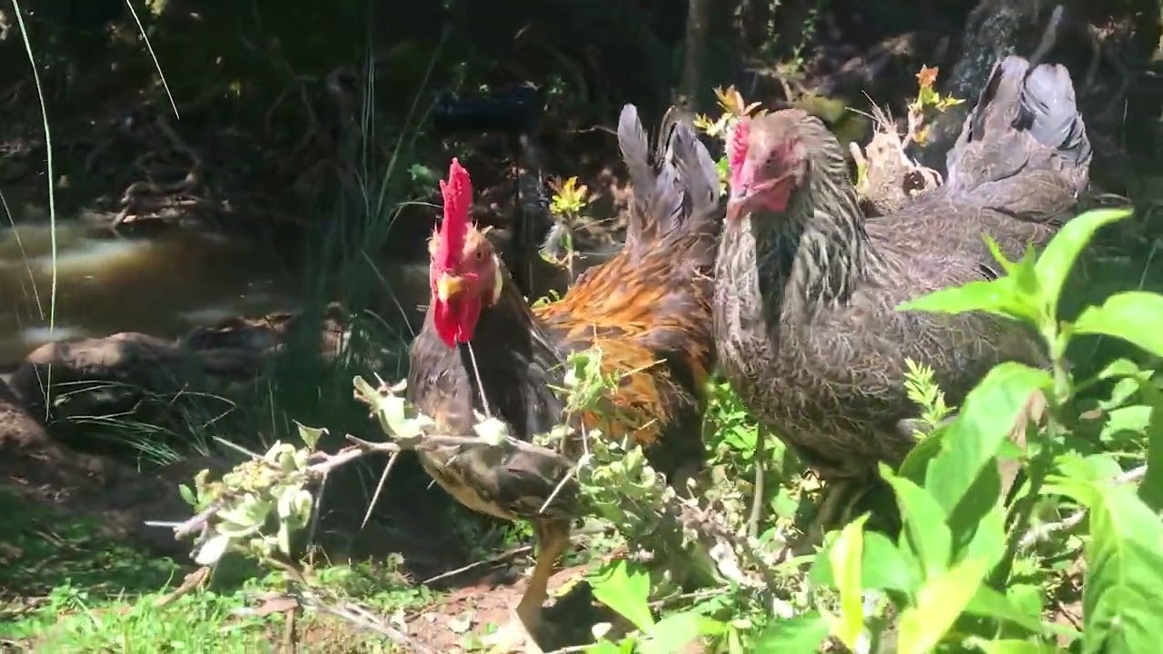African village girl slaughtering rooster barefoot near the river