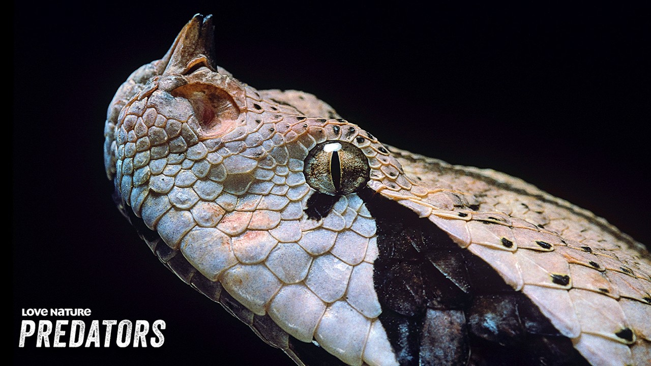 Africa's Deadliest Hunters | Extreme Snakes 102