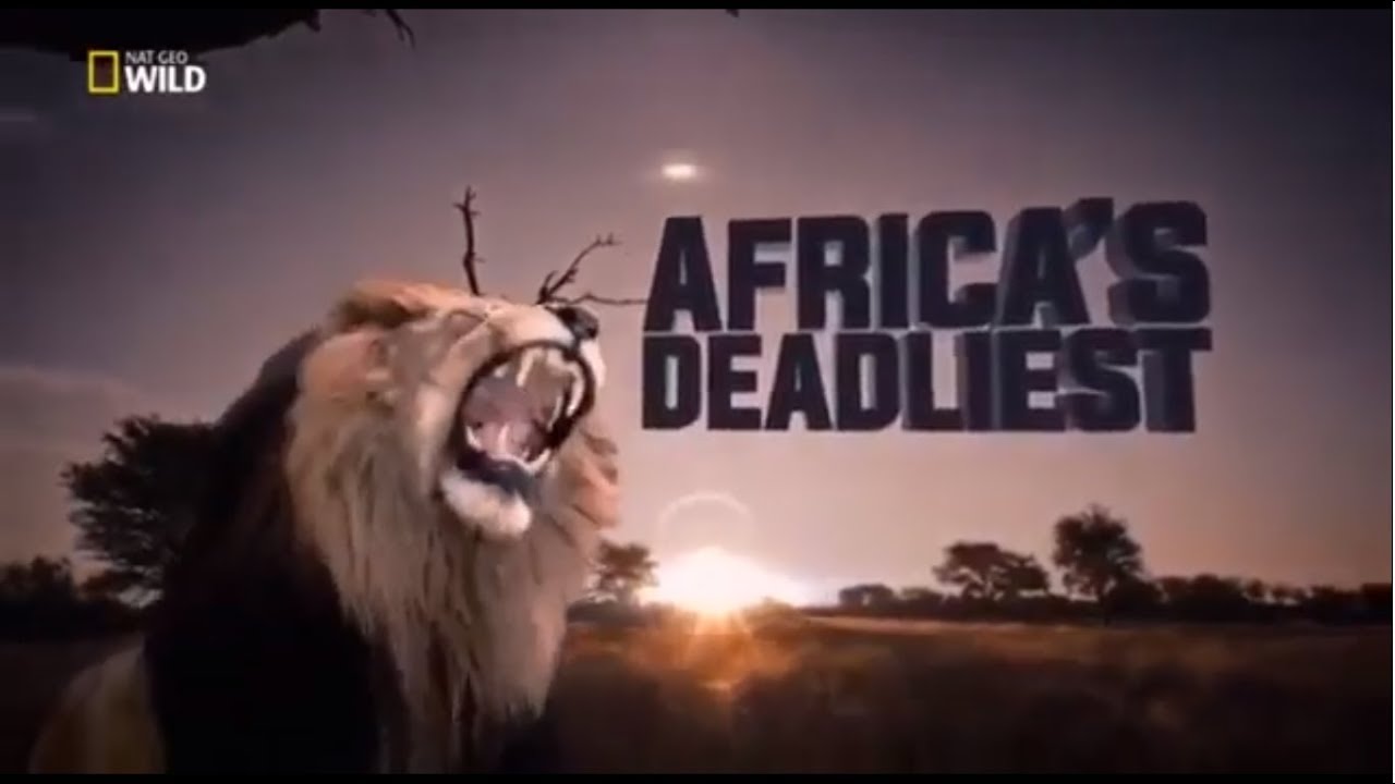 Afrika'nın Ölümcül Avcıları -  Büyük Kediler | Belgesel