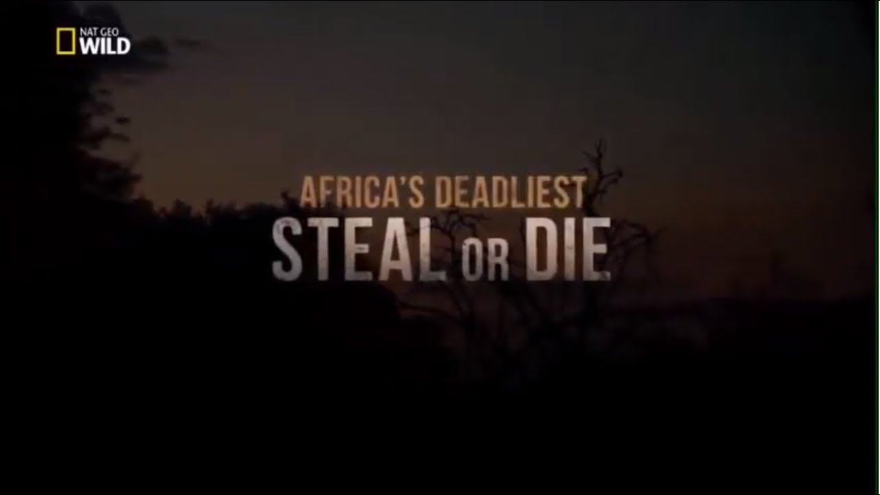 Afrika'nın Ölümcül Avcıları | Belgesel