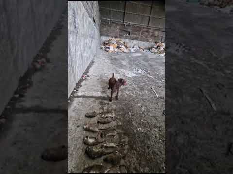 Aftermath of a war with 15 Rats King Rollo Reigns supreme!! Patterdale terriers are kings