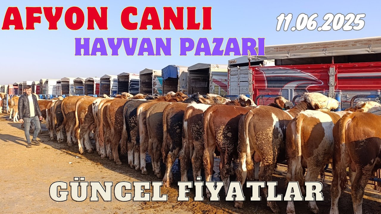 AFYON CANLI HAYVAN PAZARI 11 HAZİRAN 2025 KURBAN SONRASI GÜNCEL FİYATLAR LİVESTOCK MARKET CATTLE COW